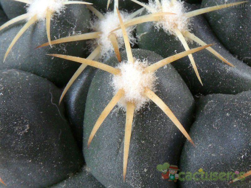 Una foto de Coryphantha elephantidens