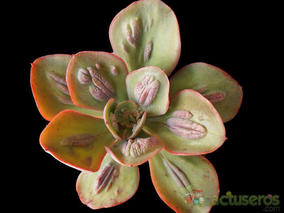 Una foto de Echeveria Baron Bold (HIBRIDO)