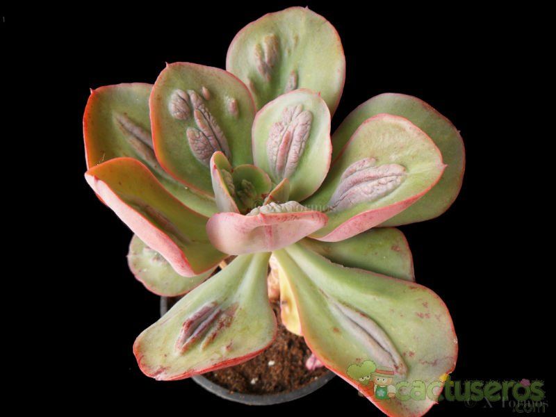 Una foto de Echeveria Baron Bold (HIBRIDO)