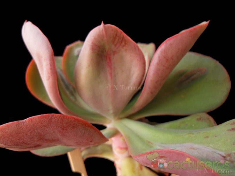 Una foto de Echeveria Baron Bold (HIBRIDO)