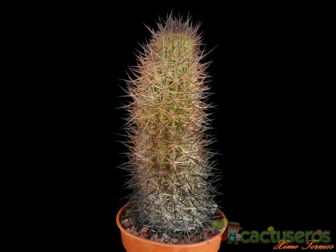 A photo of Eriosyce bulbocalyx