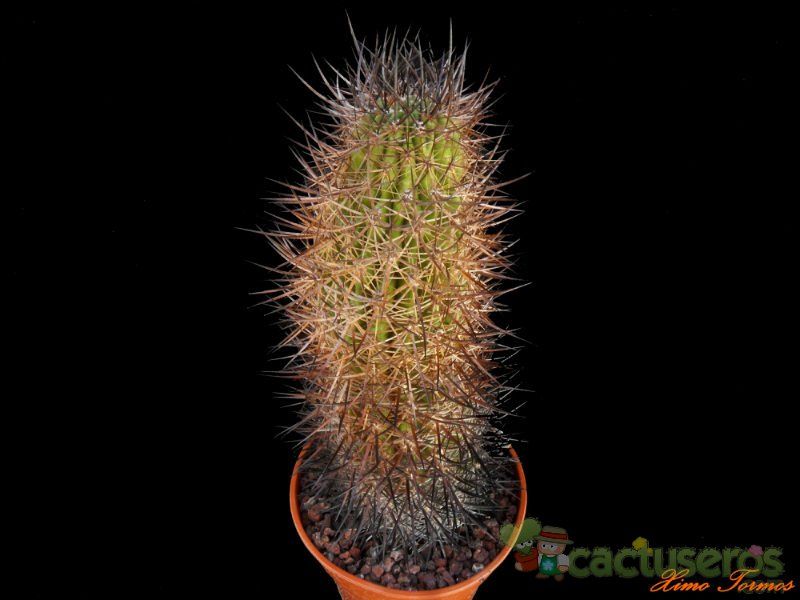 A photo of Eriosyce bulbocalyx