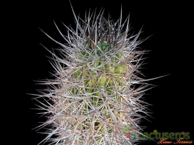 A photo of Eriosyce bulbocalyx