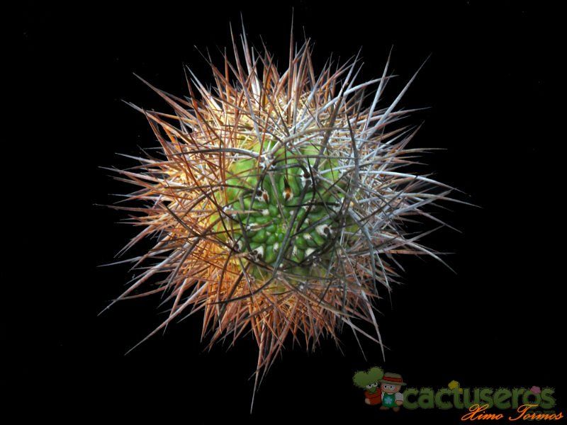 A photo of Eriosyce bulbocalyx