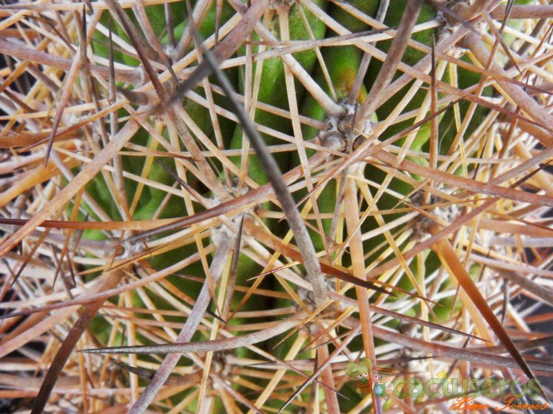 A photo of Eriosyce bulbocalyx