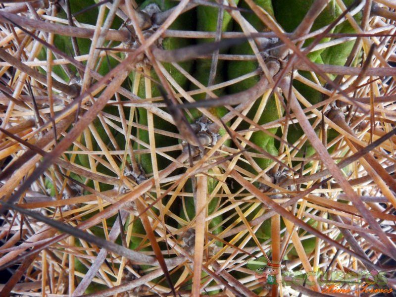 A photo of Eriosyce bulbocalyx