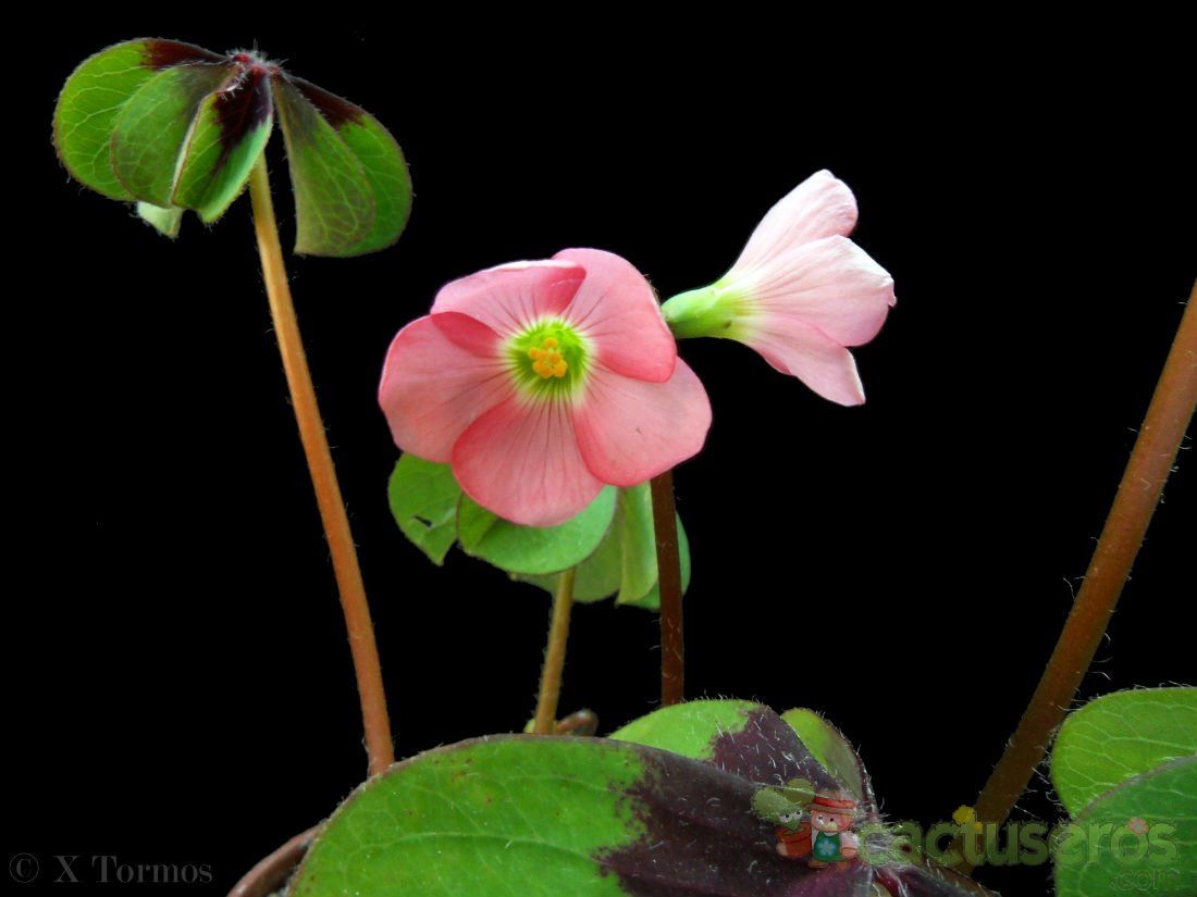 Una foto de Oxalis deppei  