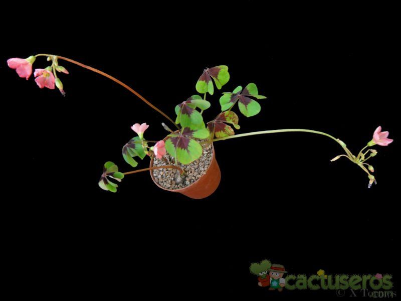 Una foto de Oxalis deppei  