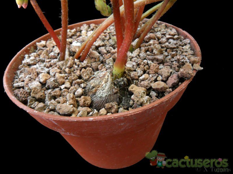 Una foto de Oxalis deppei  
