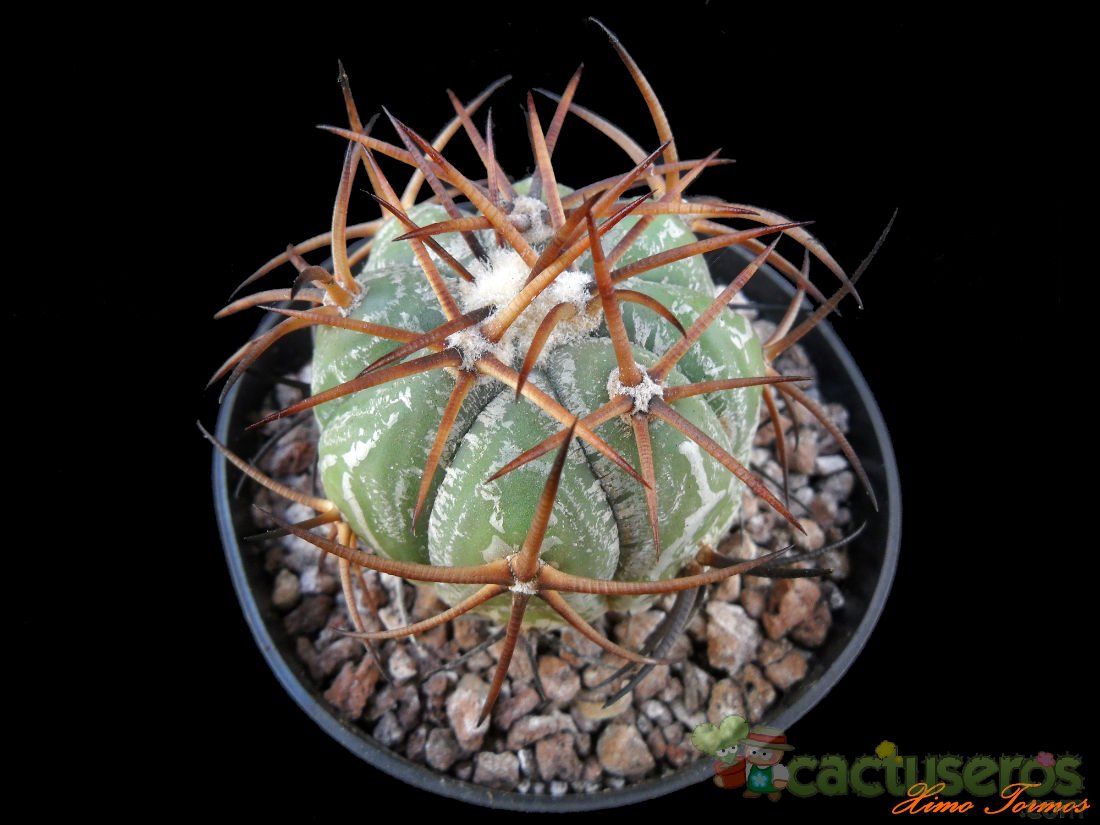 A photo of Echinocactus horizonthalonius