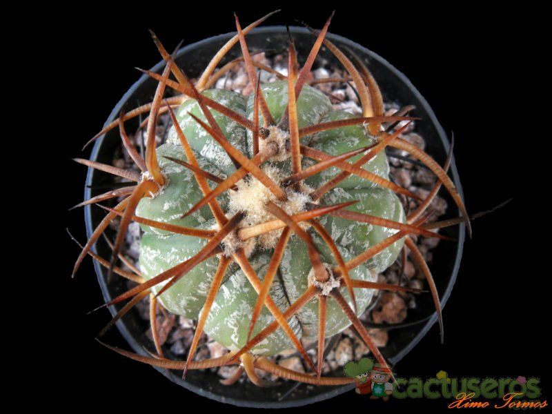 A photo of Echinocactus horizonthalonius
