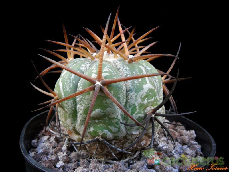 A photo of Echinocactus horizonthalonius