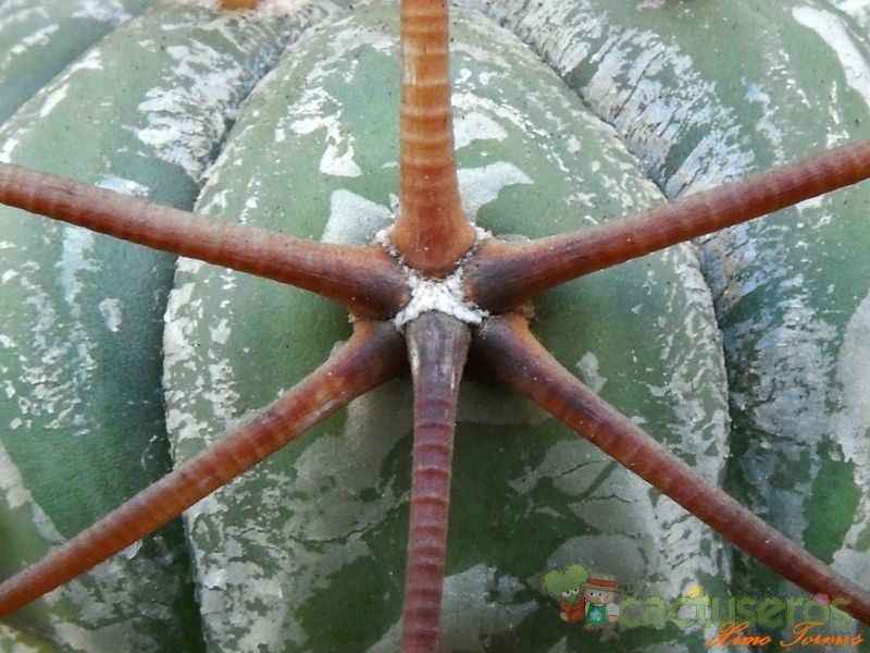 A photo of Echinocactus horizonthalonius
