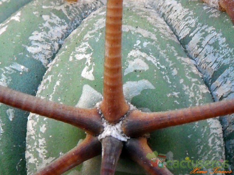 A photo of Echinocactus horizonthalonius