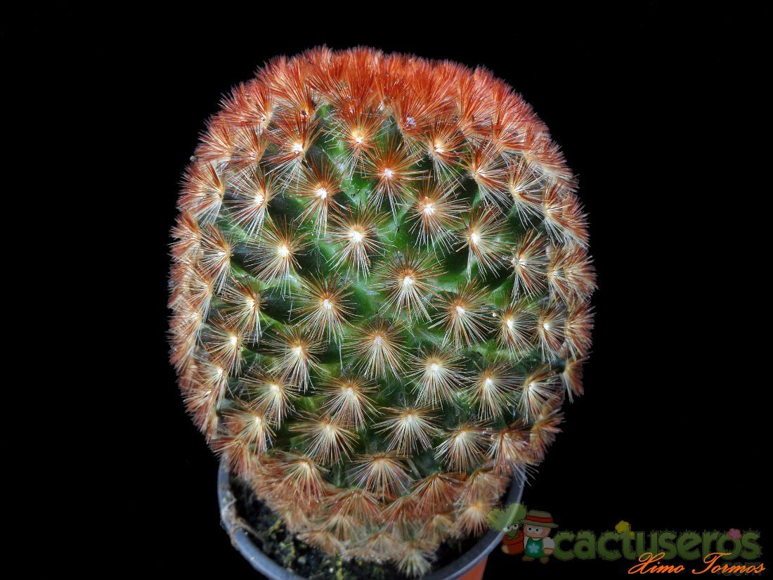 A photo of Mammillaria carmenae