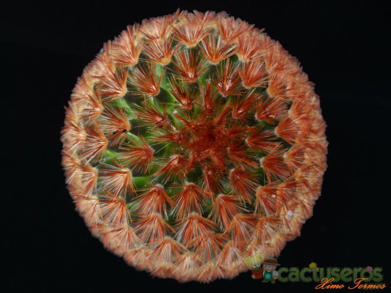 A photo of Mammillaria carmenae