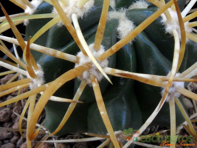 Una foto de Ferocactus chrysacanthus