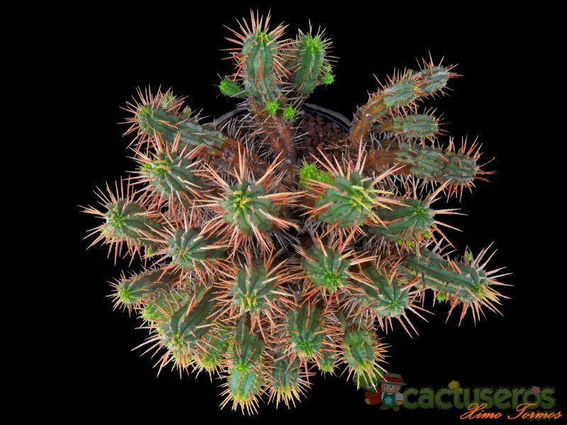Una foto de Euphorbia enopla