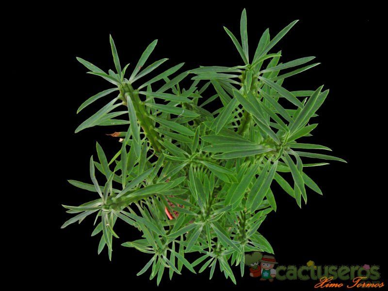 Una foto de Euphorbia loricata  
