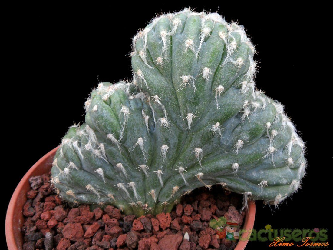 A photo of Pilosocereus leucocephalus fma. crestada