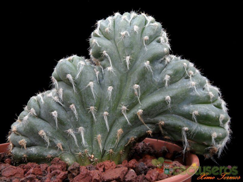 A photo of Pilosocereus leucocephalus fma. crestada