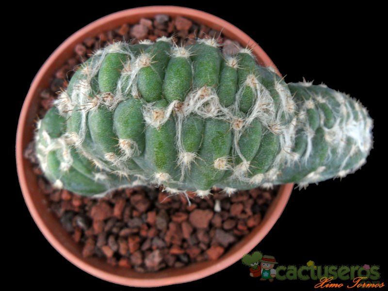 A photo of Pilosocereus leucocephalus fma. crestada