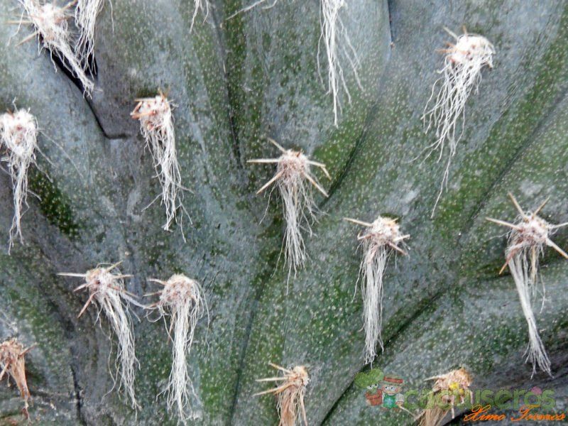 A photo of Pilosocereus leucocephalus fma. crestada
