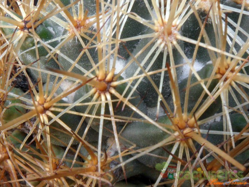 Una foto de Coryphantha echinoidea