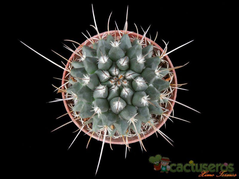 A photo of Mammillaria compressa ssp centralifera