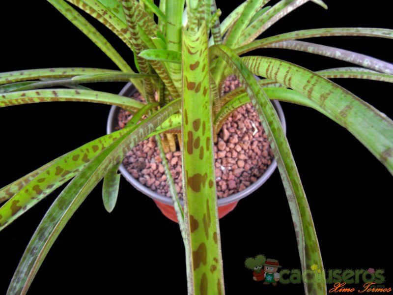 A photo of Ledebouria floribunda  