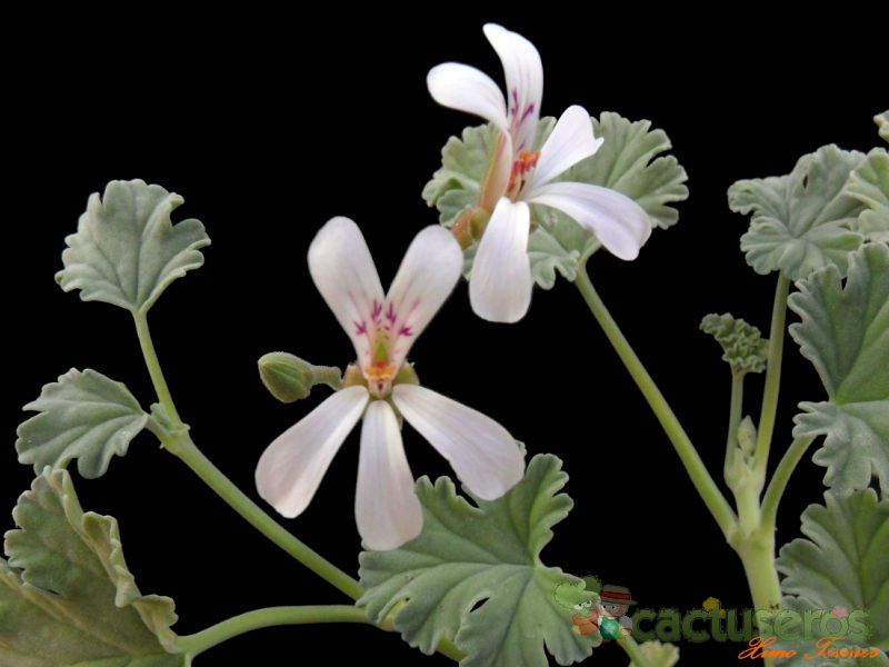 Una foto de Pelargonium odoratissimum  