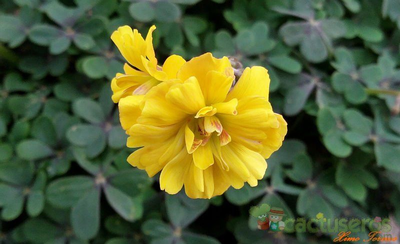 A photo of Oxalis pes caprae fma. pleniflora