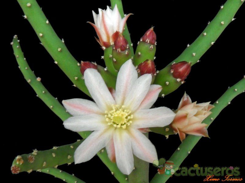 A photo of Opuntia salmiana