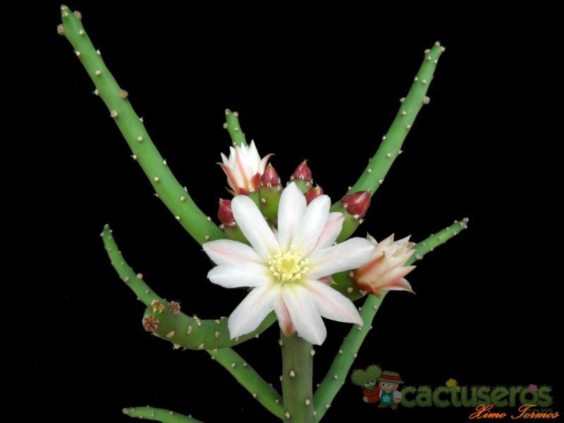 A photo of Opuntia salmiana