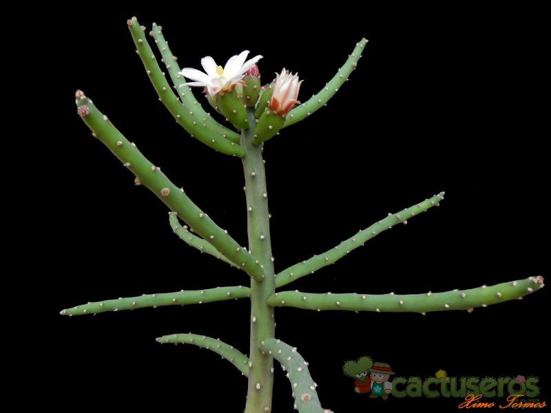 A photo of Opuntia salmiana