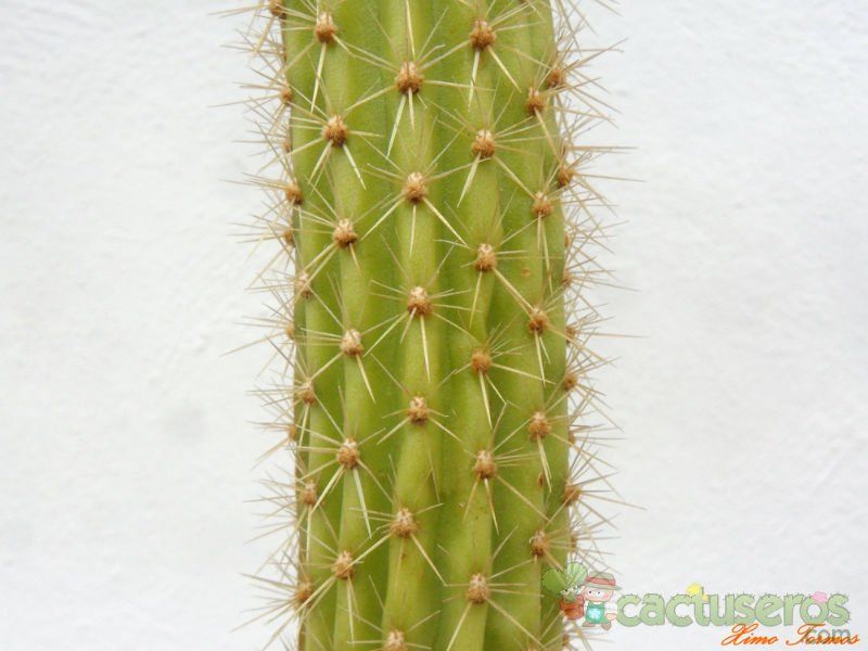 A photo of Cleistocactus samaipatanus