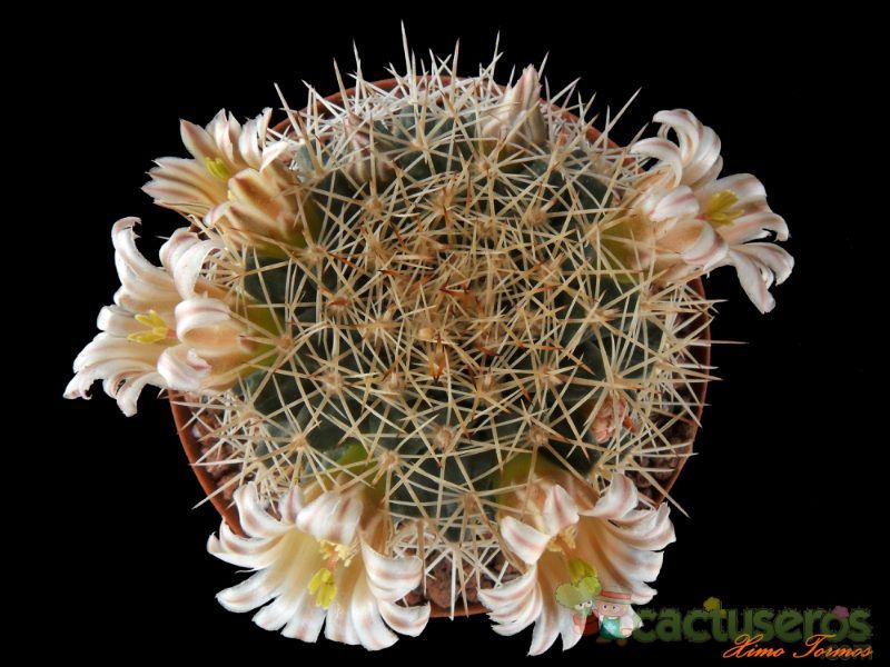 Una foto de Mammillaria grusonii