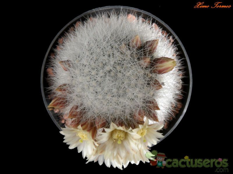 A photo of Mammillaria schwarzii