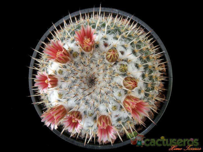 Una foto de Mammillaria parkinsonii