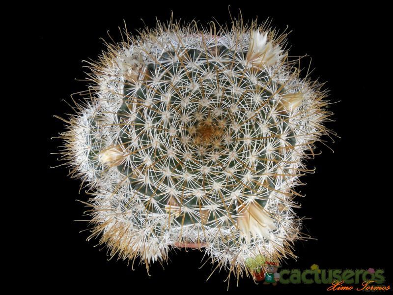 A photo of Mammillaria multihamata