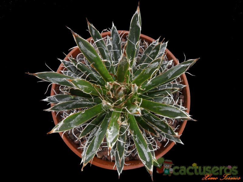 A photo of Agave parviflora