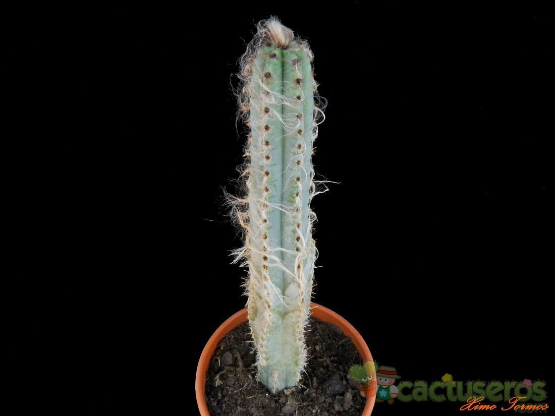 A photo of Pilosocereus glaucochrous