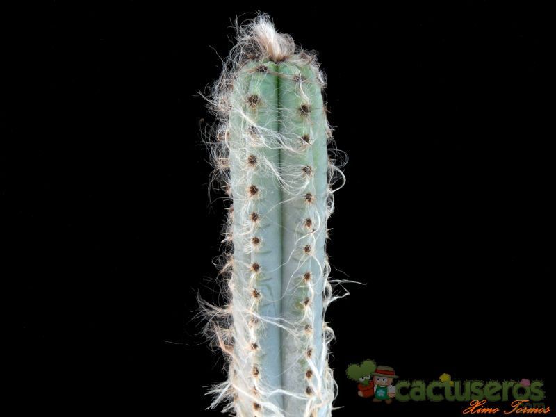 A photo of Pilosocereus glaucochrous