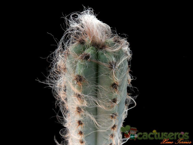 A photo of Pilosocereus glaucochrous