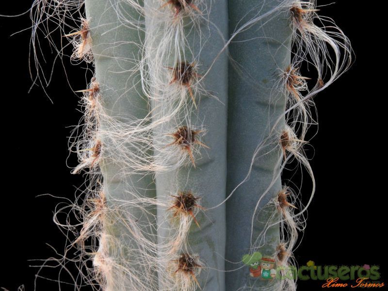 A photo of Pilosocereus glaucochrous