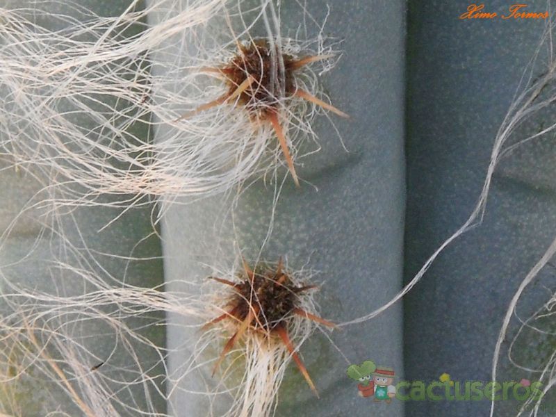 A photo of Pilosocereus glaucochrous