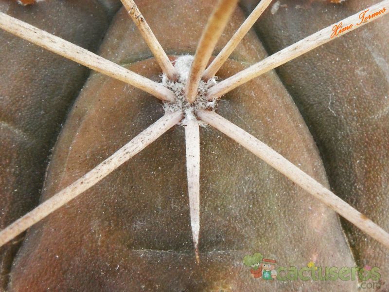 Una foto de Gymnocalycium eurypleurum