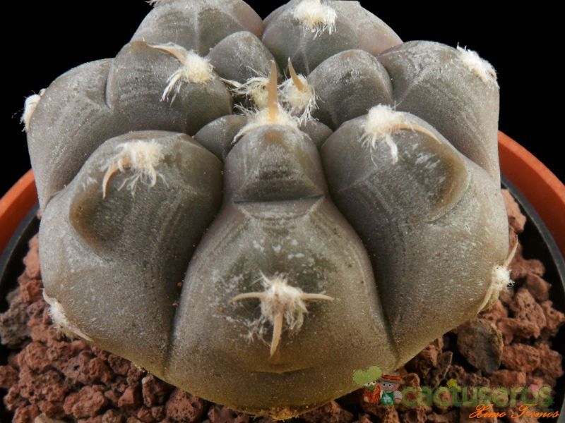 A photo of Gymnocalycium prochazkianum