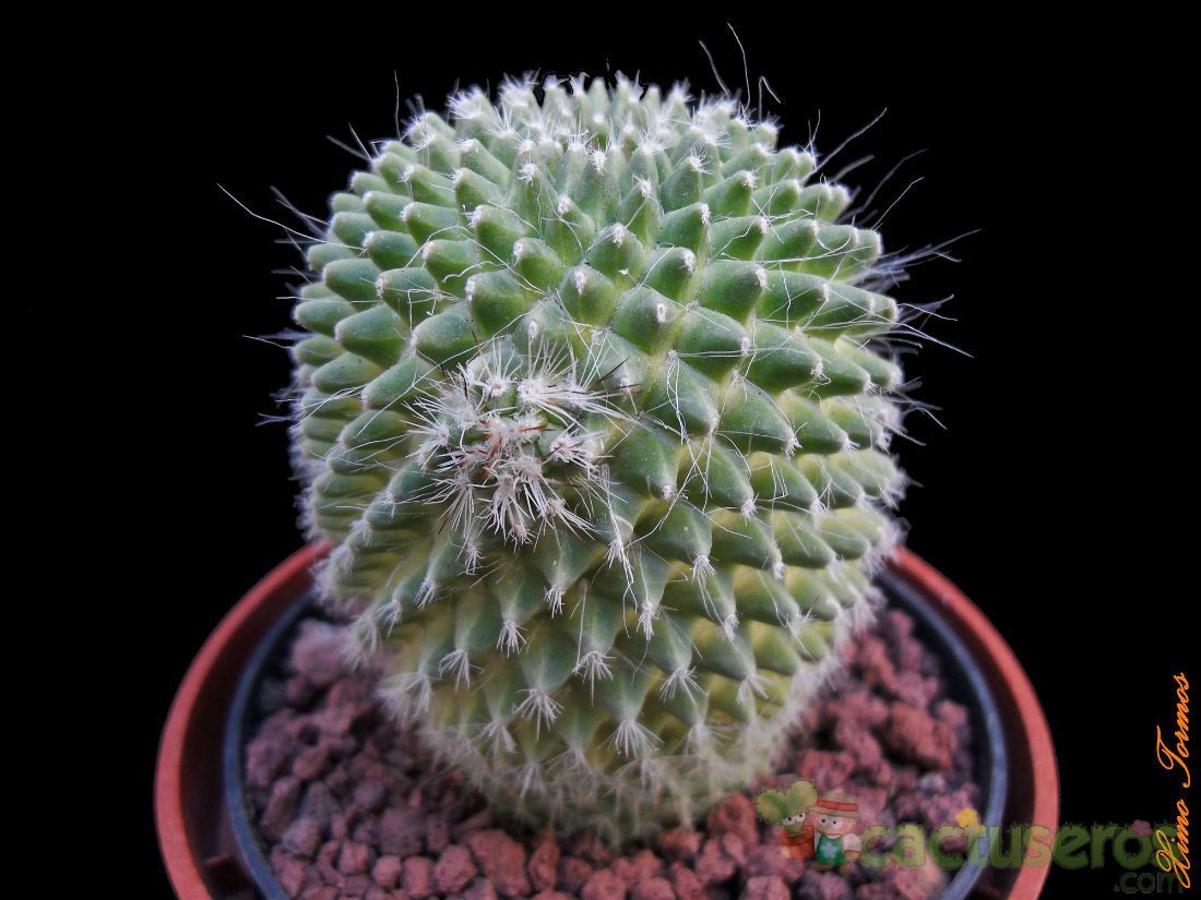 A photo of Mammillaria spinosissima fma. unpico