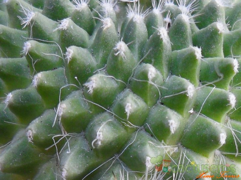 A photo of Mammillaria spinosissima fma. unpico